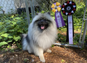 Jeep the Keeshond sits with her PandemTRICKS placement ribbons
