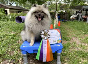 Jeep the Keeshond with her TDCH certificate and ribbon.