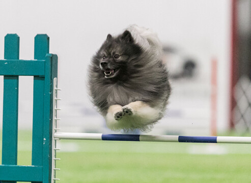 _photo Great Dane Photography