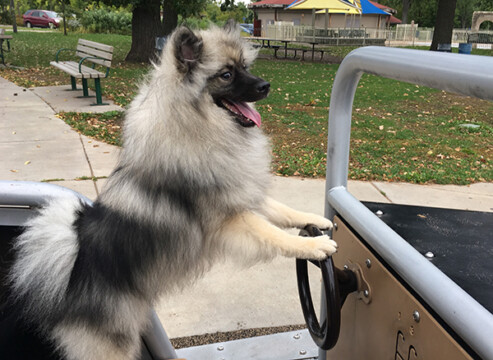 jeep at the wheel Wabaun park