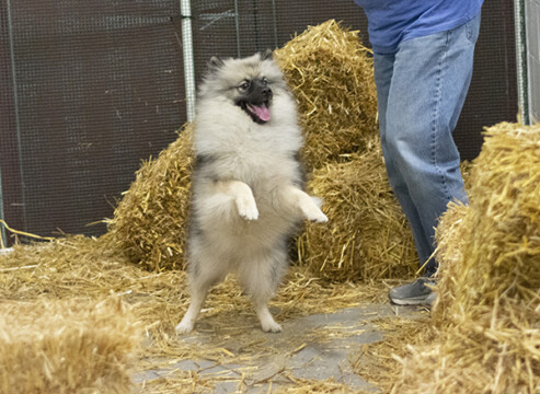 Jeep Barn Hunt excitement