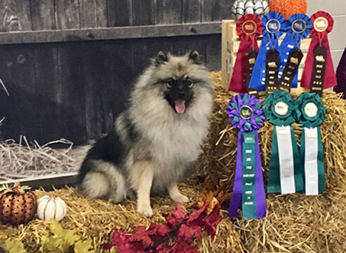 Barn hunt ribbon photo