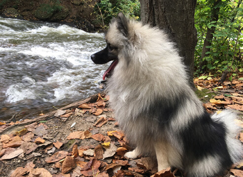 jeep at Minnehaha Park