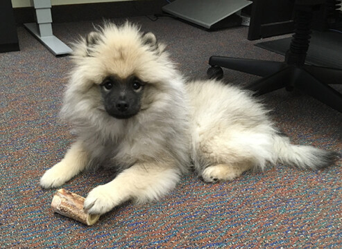 jeep with bone in my office