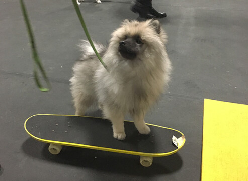 jeep on skateboard in puppy class