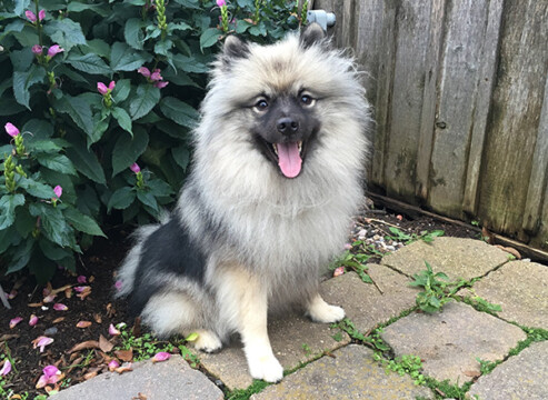 jeep at the U garden