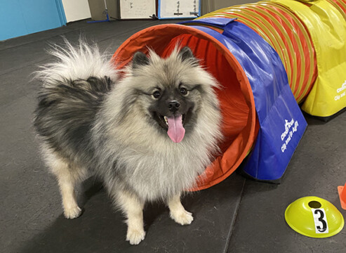 jeep in agility class