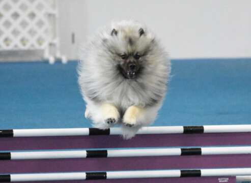 Jeep taking a panel jump